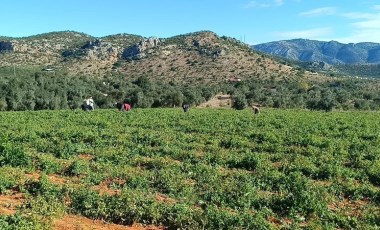 Kozan'da hasat başladı:  40 ton rekolte bekliyoruz