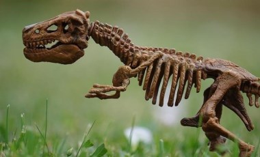 Dinozorların fosilleşmiş dışkıları yeni bulgular sunuyor