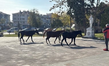 Tekirdağ’da başıboş atlar şaşkınlık yarattı!