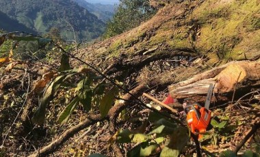 Artvin’de acı ölüm: Kestiği ağacın altında kaldı!