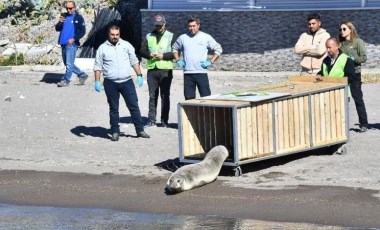 Kayalıklara çarpan Akdeniz foku Zeytin yeniden denizde