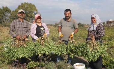 Amik Ovası'nda hasat akraba ile yapılıyor! Günlük 1000 TL'ye işçi bulunamıyor...