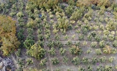 Kahramanmaraş'ta yetiştiriliyor! Arap ülkelerine gönderilecek: Bahçede 7 lira....