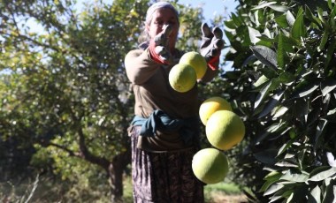 Finike'de hasat erken başladı: Her gün 120 bin sandık doluyor...