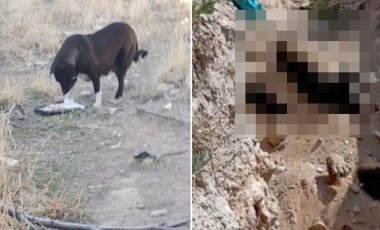 Niğde'deki köpek katliamında karar: Veteriner İşleri Müdürü soruşturulacak