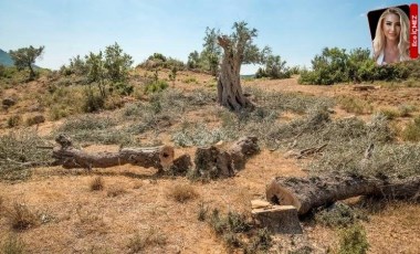 ‘ÇED raporları değiştiriliyor’