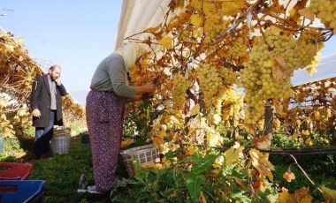 Sarıgöl'de hasat örtü altında devam ediyor: Yeni yıl sofralarını süsleyecek...