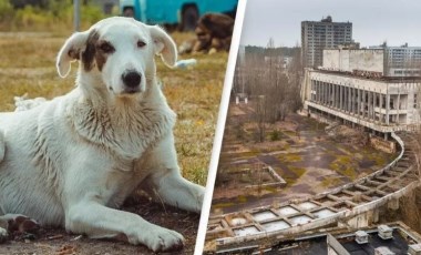 Çernobil’in radyasyonu 'Süper Güç' oldu: Sokak köpekleri zehirli ortamda yaşayabiliyor!