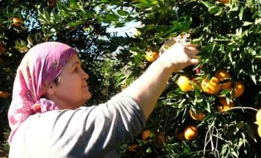 Böylesi sadece Bodrum'da yetişiyor: 50 bin ton hasat edilecek....