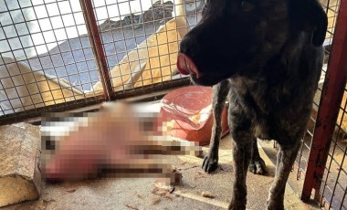 Mamak Barınağı'nda korkunç görüntüler! 'Köpekler açlıktan birbirlerini yedi' iddiası...