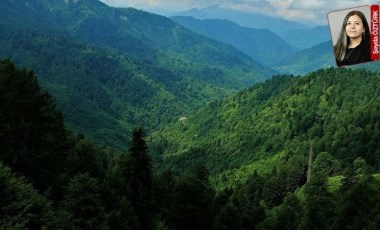 Kuzey ormanlarını rahat bırakmıyorlar, 8 türbin daha yapılacak: Santral giderek büyüyor