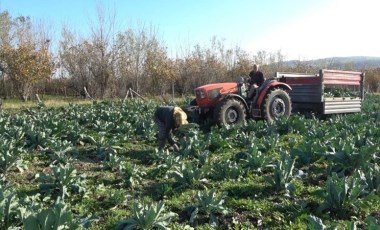 20 dönüm alana deneme amaçlı ekildi, çiftçinin yüzünü güldürdü! Rengine göre hasat süresi değişiyor....