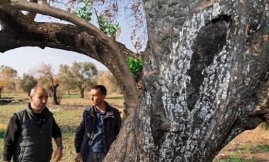 Yangından etkilenen zeytin ağaçları küllerinden doğacak