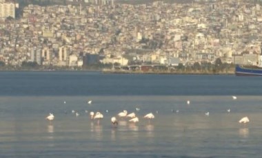 İzmir Körfezi’ni flamingolar sardı