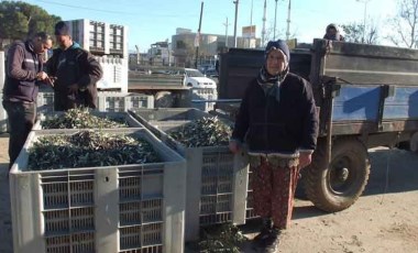 Burhaniye'de hasat devam ediyor! 'Randımanlar çok kötü, rekolte düşük'