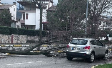 Yaşlı adam ağaçtan düştü: Hayatını kaybetti!