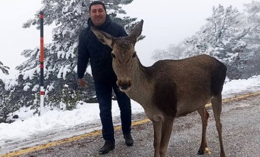 Yolda karşılarına çıkan kızılgeyiği beslediler