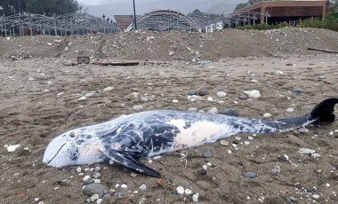 Antalya'da ölü yunus sahile vurdu