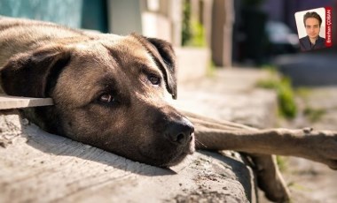 Sakarya’da sokak hayvanları sorumsuzluğu: Belediyeler köpekleri ormana attı