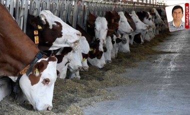 Damızlık dişi hayvan ithalatını TİGEM yerine firmalar yapmış: Özele ‘destek’ atmışlar!