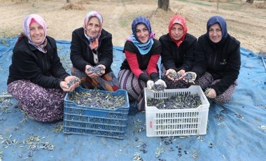 Hasat için 1400 kilometre yol gittiler! 41 bin 500 dekarda  yetişiyor....