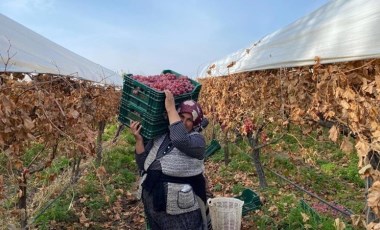 Sarıgöl'de yazın başlayan hasat kışın da devam ediyor