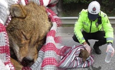 Ümraniye TEM Otoyolu'na çıkan yaralı çakalı, trafik ekipleri kurtardı