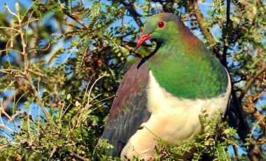 Doğanın doğal sarhoşları: Kereru Güvercinleri