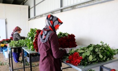 Sabahın ilk ışıkları ile seraya gidiyorlar: Dalında 25, perakende 150 lira!