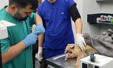 Ağzı balık iğnesi ile parçalanan caretta caretta tedavi edildi