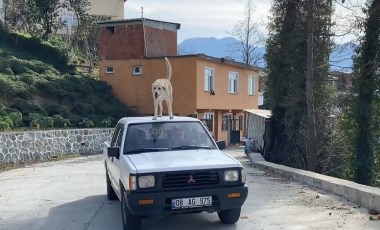 Bu köpeğin en büyük tutkusu kamyonetin tavanında yolculuk etmek