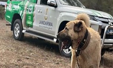 Köpek dövüşü yaptıranlar suçüstü yakalandı!