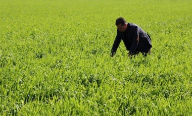 Adana'da hasat hazırlığı: Bu sene yüz güldürecek, 700 kilo ürün bekleniyor