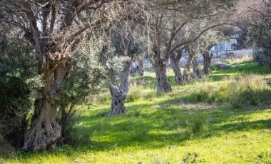 Buca Onat Tüneli’nde ağaçlar koruma altında