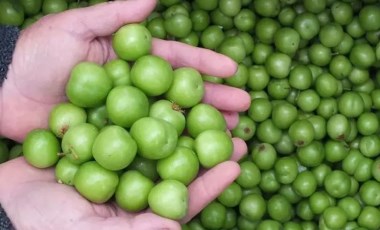 Altın değerinde! 1 kilogram yeşil erik 3 gram altın ediyor