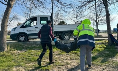 Çanakkale'de ölü yavru yunus sahile vurdu