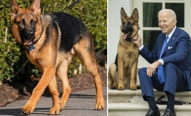 Biden'ın köpeğine ilişkin belgeler paylaşıldı: '24 Gizli Servis personelini ısırdı'