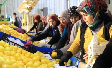 Erdemli'de hasat devam ediyor! Kadınların gelir kapısı oldu: 60 ülkeye ihracat ediliyor