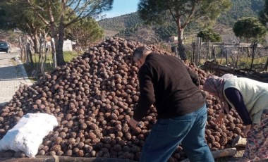 Madra Dağı eteklerinde yetişiyor! Kilosu 12 lira