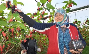 Silifke'de hasat başladı: Kilosu 70 TL! Hedef 30 ton...