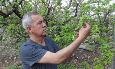 Silifke'de hasat başladı: Kilosunun 1000 TL olması bekleniyor!