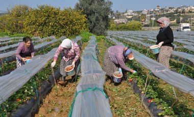 20 bin dönüm arazide hasat devam ediyor: İlçenin geçim kaynağı! Hedef 80 bin ton rekolte