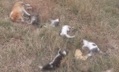 Çanakkale’de zehirlendiği belirlenen 14 köpek yaşamını yitirdi