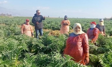 6 bin 500 dönüme ekildi! Hasat başlıyor: Aydın'ın sembol ürünü...