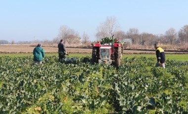 Bafra Ovası'nda üçüncü hasat başladı: 12 tondan fazla rekolte bekleniyor! Kilosu 10 lira...