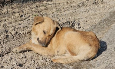 Uyuşturdukları köpekleri ölüme terk eden 3 şüpheli yakalandı: 21 bin 648 lira cezası kesildi