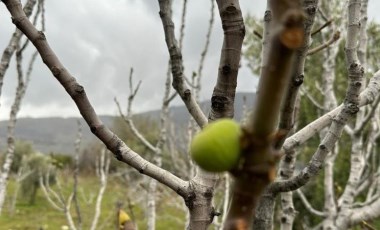 Aydın'da beklenmeyen hasat: Yazın en sıcak döneminde meyve veriyordu...