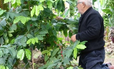 Arkadaşı tarafından hediye edilmişti! Mersin'de kahve ağacı 3 yıl sonra ilk meyvesini verdi...