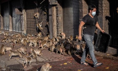 Maymun krallığı gerçek oldu... Şehri istila ettiler, yaşamı durma noktasına getirdiler!