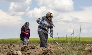 Narenciyede fark yüzde 634 oldu... Maliyetler karşılanamıyor, çiftçi ve yurttaş isyanda!